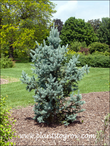 Blue Totem Pole Spruce (Picea pungens) A slow-growing, tight pyramidal Spruce with powder blue foliage in the cooler parts of the growing season.
